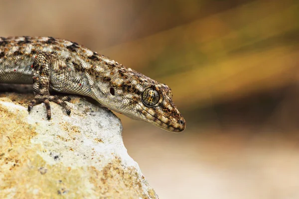 Primo Piano Del Geco Dai Piedi Nudi Kotschy Habitat Naturale — Foto Stock