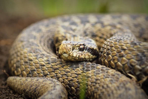 Крупним Планом Vipera Ursgeme Rakosiensis Рідкісна Європейська Змія Угорський Луговий — стокове фото