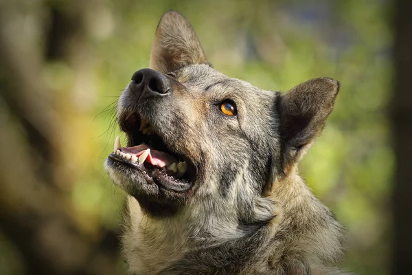 Lindo Retrato Perro Curioso Sobre Fondo Fuera Foco Imagen Con —  Fotos de Stock