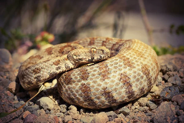 全长在自然栖息地 最稀有的欧洲毒蛇蛇 Macrovipera Lebetina Schweizeri — 图库照片