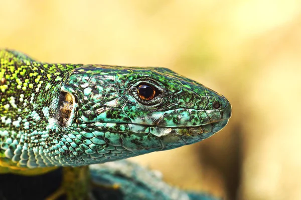 Portret Makro Zielony Jaszczurka Kolorowy Mężczyzna Lacerta Viridis — Zdjęcie stockowe