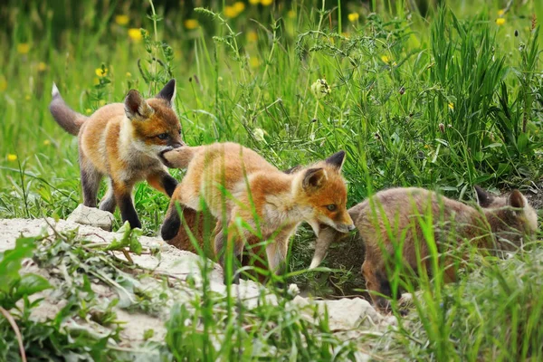 Aranyos Európai Fox Kölykök Játszanak Együtt Den Vulpes Közelében — Stock Fotó