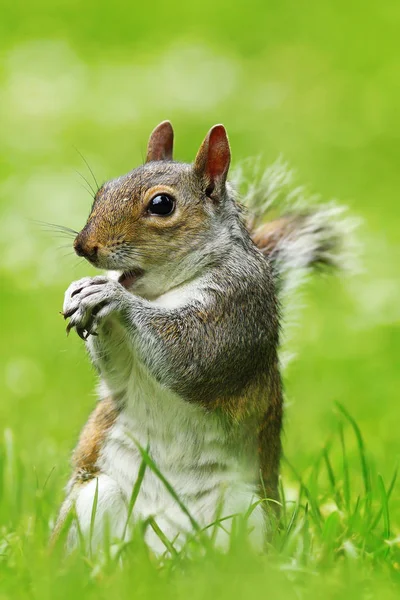 東灰色リス ハイイロリス 全長動物の芝生の上のナットを食べること — ストック写真