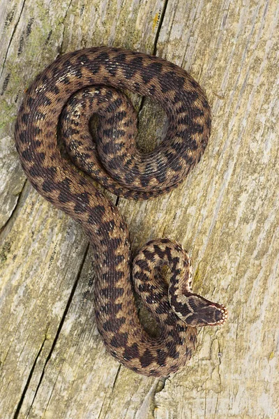 Comprimento Total Vipera Berus Basking Tábua Madeira Sapo Comum Europeu — Fotografia de Stock