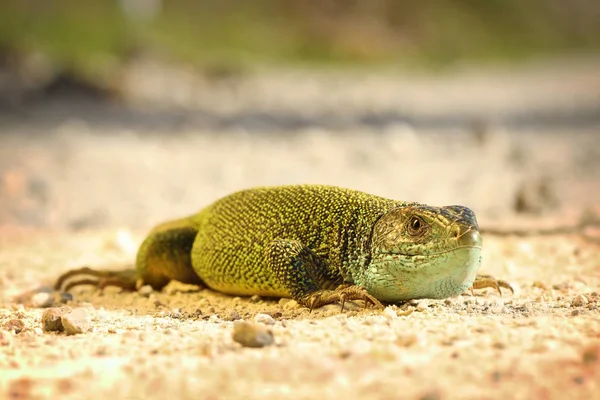 Male Green Lizard Ground Closeup Head Lacerta Viridis — Stock Photo, Image