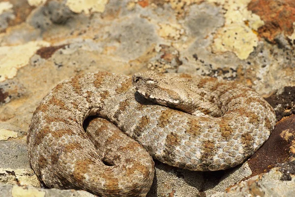 Vipera Milos Animale Selvatico Tutta Lunghezza Questo Serpente Velenoso Europeo — Foto Stock