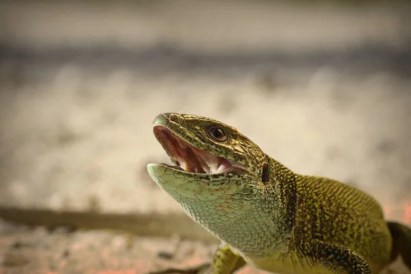 Portrait Angry Green Lizard Lacerta Viridis — Stock Photo, Image