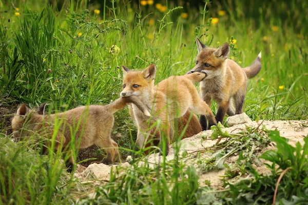 Cubs Παιχνιδιάρικο Κόκκινη Αλεπού Vulpes Νεαρά Ζώα Κοντά Στο Κρησφύγετο — Φωτογραφία Αρχείου