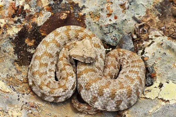 Milos Viper Rarest Snake Europe Macrovipera Lebetina Schweizeri Full Length — Stock Photo, Image