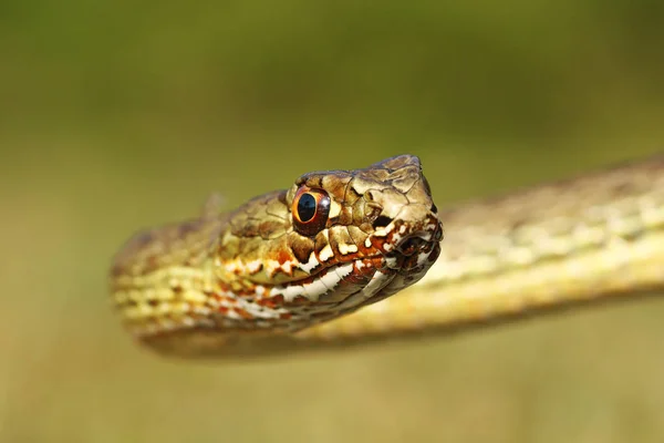 Retrato Hermosa Serpiente Montpellier Malpolon Insignitus — Foto de Stock