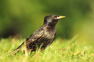 ortak starling duran (Sturnus vulgaris'ın bahçesinde yakın çekim )