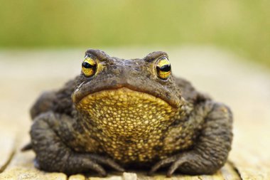 şirin ortak kahverengi kurbağa, tam uzunlukta hayvan (Bufo bufo önden görünümü )