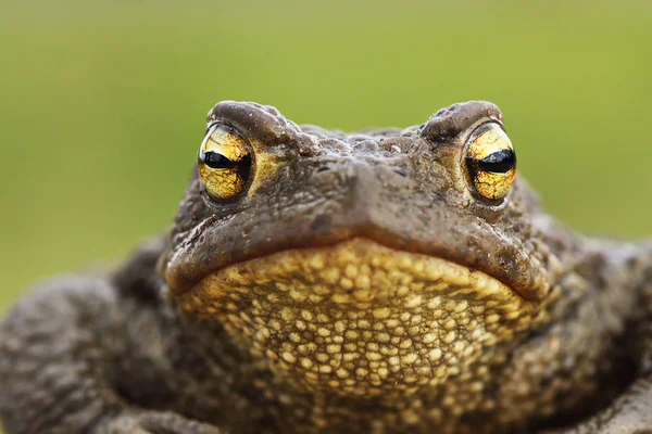 Čelní Pohled Běžných Hnědá Žába Hlava Bufo Bufo Portrét — Stock fotografie