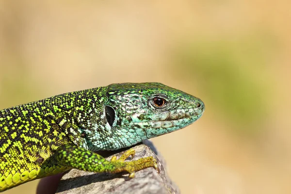 Zbliżenie Mężczyzna Jaszczurka Zielona Lacerta Viridis — Zdjęcie stockowe
