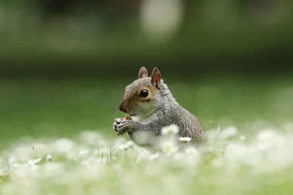 Ładny Szary Wiewiórka Jedzenie Orzech Parku Sciurus Carolinensis — Zdjęcie stockowe