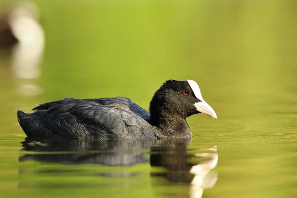 Euraziatische Meerkoet Zwemmen Vijver Fulica Atra — Stockfoto