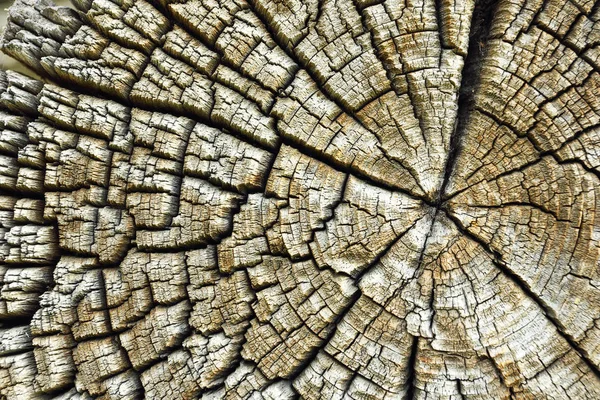 Трещины Старом Деревянном Бревне Настоящая Текстура Поперечного Сечения — стоковое фото