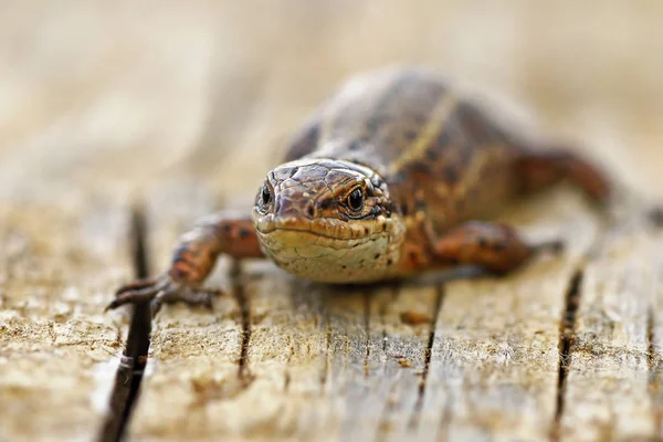 Vue Face Lézard Vivipare Zootoca Vivipara Debout Sur Une Souche — Photo