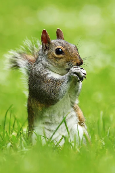 Šedá Veverka Parku Stojí Zeleném Trávníku Sciurus Carolinensis — Stock fotografie