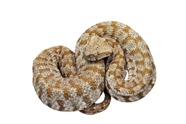 Blunt Nosed Viper Isolated White Background Vipera Lebetina Schweizeri Rarest — Stock Photo, Image