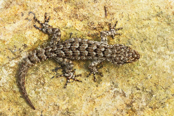 Mediodactylus Kotschyi Longitud Total Reptil Tomando Sol Sobre Una Piedra —  Fotos de Stock