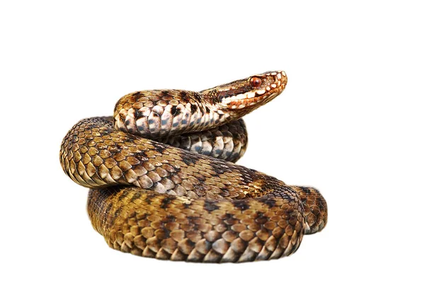 白い背景に フルの長さのヘビ 欧州共通加算 女性上分離 Vipera Berus — ストック写真