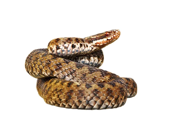 Vipera Berus Isolado Sobre Fundo Branco Cobra Comprimento Total Europeu — Fotografia de Stock