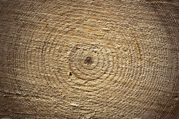 小ぎれいななログ 年輪を示すオウシュウトウヒの木製の質感の表面 — ストック写真