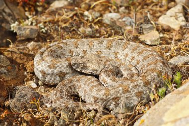 blunt nosed viper from Milos ( Vipera lebetina schweizeri ) clipart