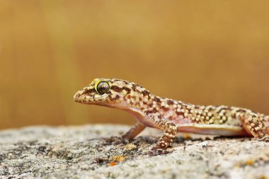 closeup vahşi Türk gecko veya Akdeniz ev gecko (Hemidactylus turcicus )