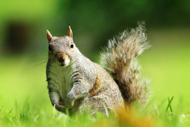 meraklı gri sincap (Sciurus carolinensis kameraya bakıyor )