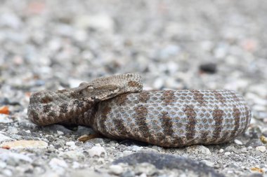 tam uzunlukta Milos Adası (Vipera engerek schweizeri) yerden üzerinde Küt burunlu engerek, olarak listelenen türlerin IUCN Kırmızı liste üzerinde tehlikede.