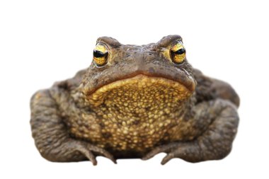 izole kahverengi kurbağa önden görünüm (Bufo bufo), tam uzunlukta vahşi hayvan