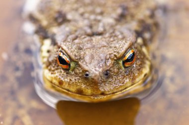 su (Bufo bufo ortak kahverengi kurbağa portresi )