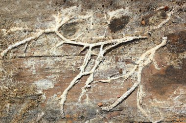 Serpula lacrymans (Kuru çürük) rizomorphs ahşap üzerine; Bu ahşap yapı elemanları saldıran en tehlikeli mantar olduğunu