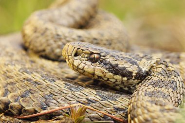 nadir çayır engerek, closeup (Vipera ursinii rakosiensis, vahşi hayvan portresi )