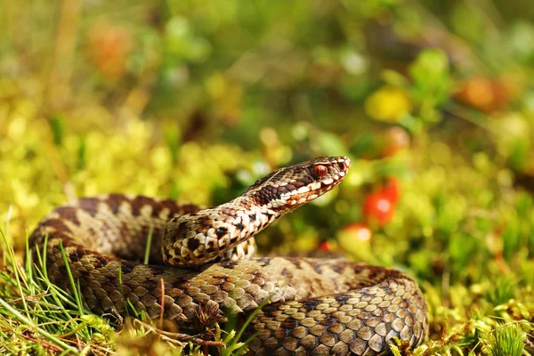 Bello Maschio Comune Europeo Vipera Habitat Naturale Vipera Berus — Foto Stock