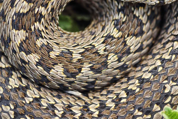 Belo Padrão Víbora Prado Vipera Ursinii Rakosiensis — Fotografia de Stock