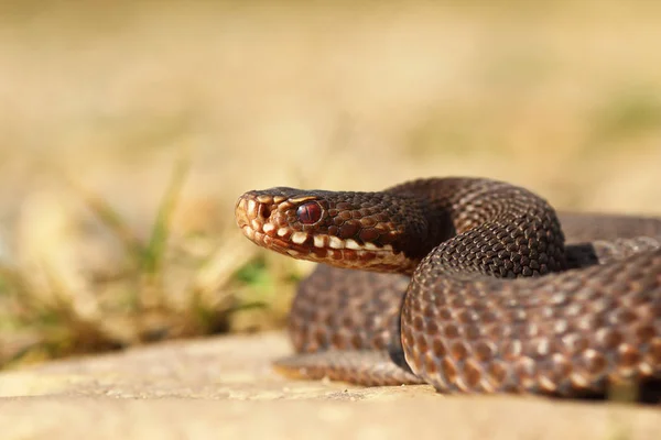 Braune Vipera Berus Aus Nächster Nähe Die Europäische Gemeine Kreuzotter — Stockfoto