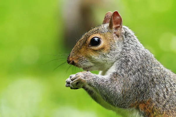 Zbliżenie Głodny Szary Wiewiórka Sciurus Carolinensis — Zdjęcie stockowe