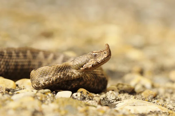 Closeup Juvenile Sand Viper Vipera Ammodytes — Stock Photo, Image