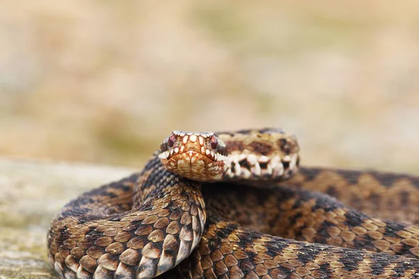 Zárja Női Vipera Nézi Kamerát Vipera Berus — Stock Fotó