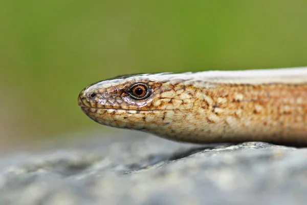 Macro View Anguis Colchica Head Young Slowworm — Stock Photo, Image