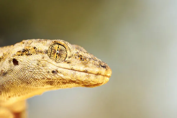 Mediodactylus Kotschyi Πορτρέτο Μακροεντολή Εικόνα Του Κεφαλιού Σαύρα — Φωτογραφία Αρχείου