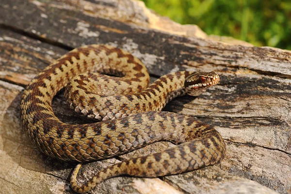 Mužské Společné Zmije Vyhřívají Dřevo Vipera Berus — Stock fotografie