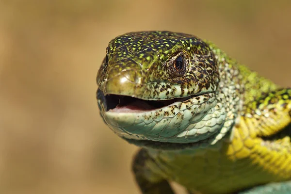 Portrait Lézard Vert Colère Prêt Mordre Lacerta Viridis — Photo