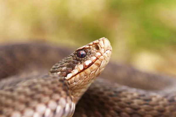 Retrato Víbora Europeia Comum Feminina Vipera Berus — Fotografia de Stock