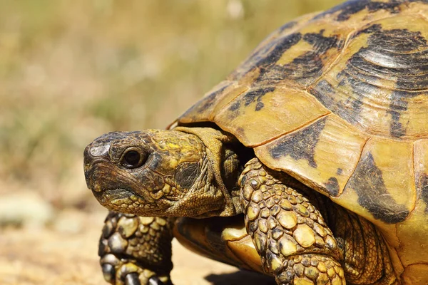 Retrato Tortuga Griega Vista Lateral Testudo Graeca — Foto de Stock