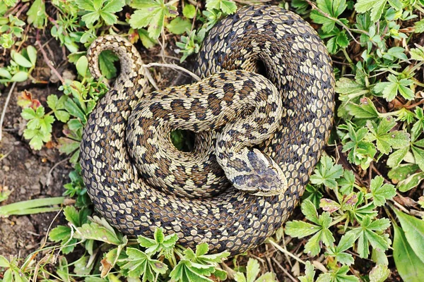 Rzadkie Meadow Viper Naturalnym Środowisku Żmija Łąkowa Rakosiensis — Zdjęcie stockowe