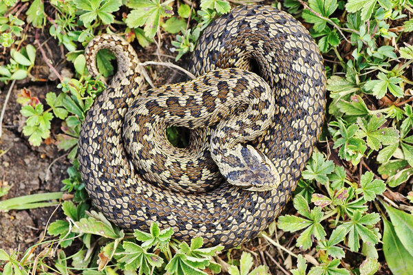 редкая луговая гадюка в естественной среде обитания (Vipera ursinii rakosiensis
 )